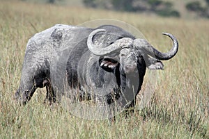 Cape Buffalo (Syncerus caffer) in Savannah looking at the camera