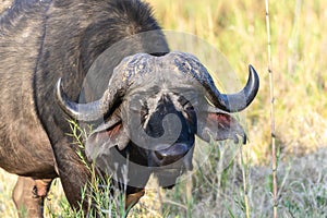 A cape buffalo Syncerus caffer in South Africa