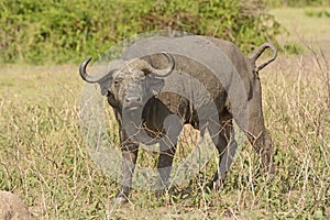 Cape Buffalo in the Veldt photo