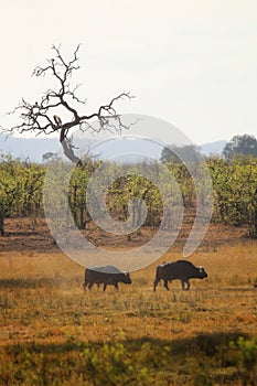 Cape Buffalo walking towards a watering hole