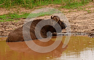 Cape Buffalo wallowing