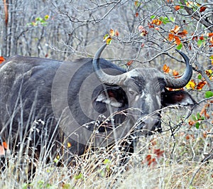 Cape Buffalo wild in Africa