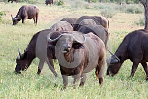Cape Buffalo wild in Africa