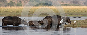 Cape buffaloes crossing river photo