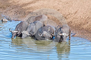 Cape buffaloes, Syncerus caffer, in a river