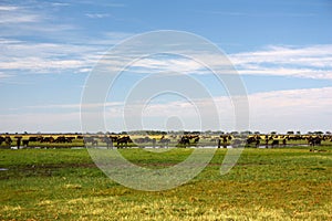 Cape buffaloin the savannah of Africa