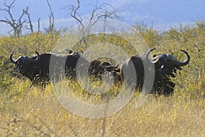 Cape Buffalos