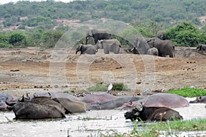 Cape buffalos and elephants, Queen Elizabeth National Park, Uganda