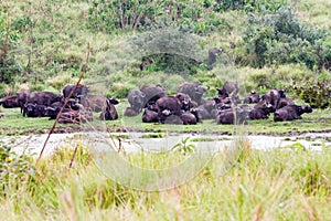 Cape buffalos in Ngorongoro Conservation Area NCA