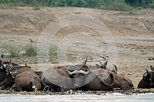 Cape buffalos, Queen Elizabeth National Park, Uganda
