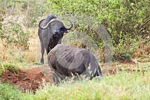 Cape Buffalos at Water Hole