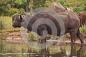 Cape BuffaloSyncerus caffer with Red-billed Oxpeckers Buphagus erythrorhynchus 13833