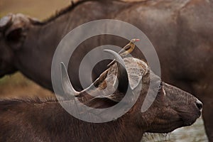 Cape BuffaloSyncerus caffer with Red-billed Oxpeckers Buphagus erythrorhynchus 13838