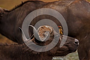 Cape BuffaloSyncerus caffer with Red-billed Oxpeckers Buphagus erythrorhynchus 13839