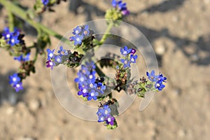 Cape bugloss