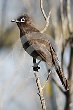 Cape Bulbul Bird