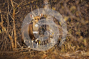 Cape bushbuck in Kruger National park, South Africa