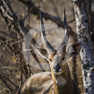 Cape bushbuck in Kruger National park, South Africa