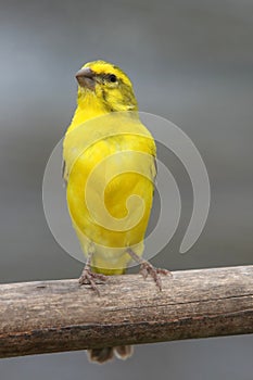 Cape Canary - Wild