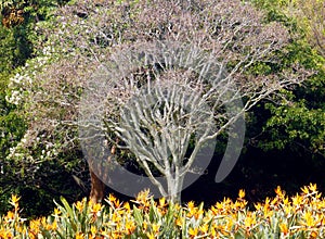 Cape Chestnut tree and Strelitzias photo