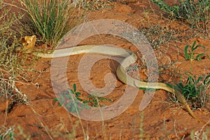 Cape cobra