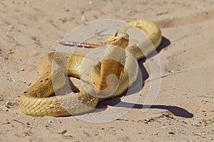 Cape Cobra