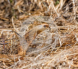 Cape Cobra