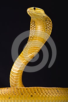 Cape cobra (Naja nivea)
