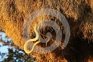 The Cape cobra Naja nivea, also called the yellow cobra searching in the sociable weaver nest