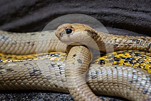 Cape Cobra Naja nivea very dangerous snake