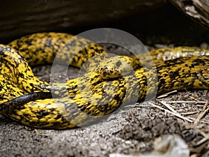 Cape cobra, Naja nivea, is relatively common in South Africa