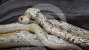 Cape Cobra Naja nivea very dangerous snake