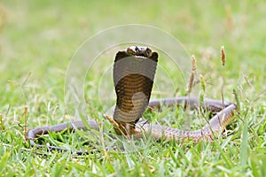 Cape Cobra Snake