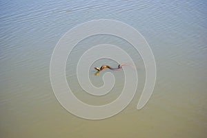 Cape Cobra Swimming in a Dam