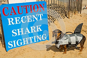 Cape Cod Dachshund Puppy