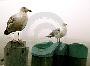 Cape Cod Seagulls photo