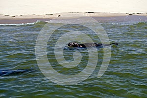 Cape Cod Seal takes to the water photo