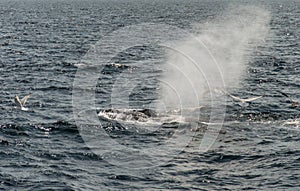 Cape cod, whale blows up in the sea