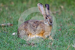Cape or Common or Brown Hare, Alert, Masai Mara, Kenya