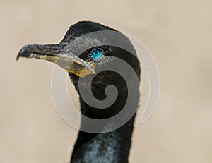 Cape Comorant Black Sea Bird Blue Eyes Marine Ocean Acquatic