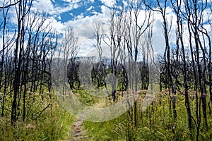 Cape Conran coastal walk among burnt shrubs and green fresh growth. photo