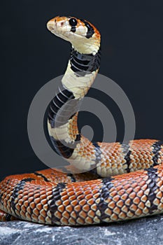 Cape coral snake / Aspidelaps lubricus photo