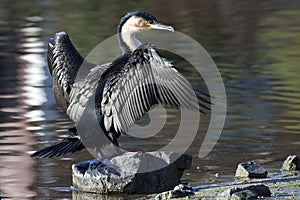 Cape Cormorant