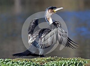 Cape Cormorant