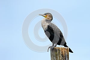 Cape Cormorant