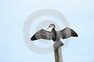 Cape Cormorant