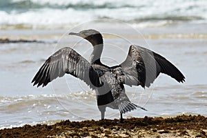 Cape Cormorant Bird With Wings Spread Phalacrocorax capensis