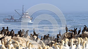 Cape cormorant and Cape Gannet colony