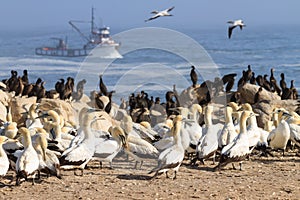 Cape cormorant and Cape Gannet colony