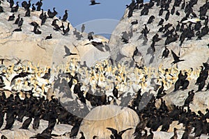 Cape cormorant and Cape Gannet colony